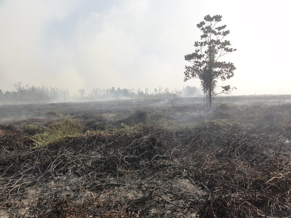 Photo Kebakaran di lahan masyarakat pada tahun 2014